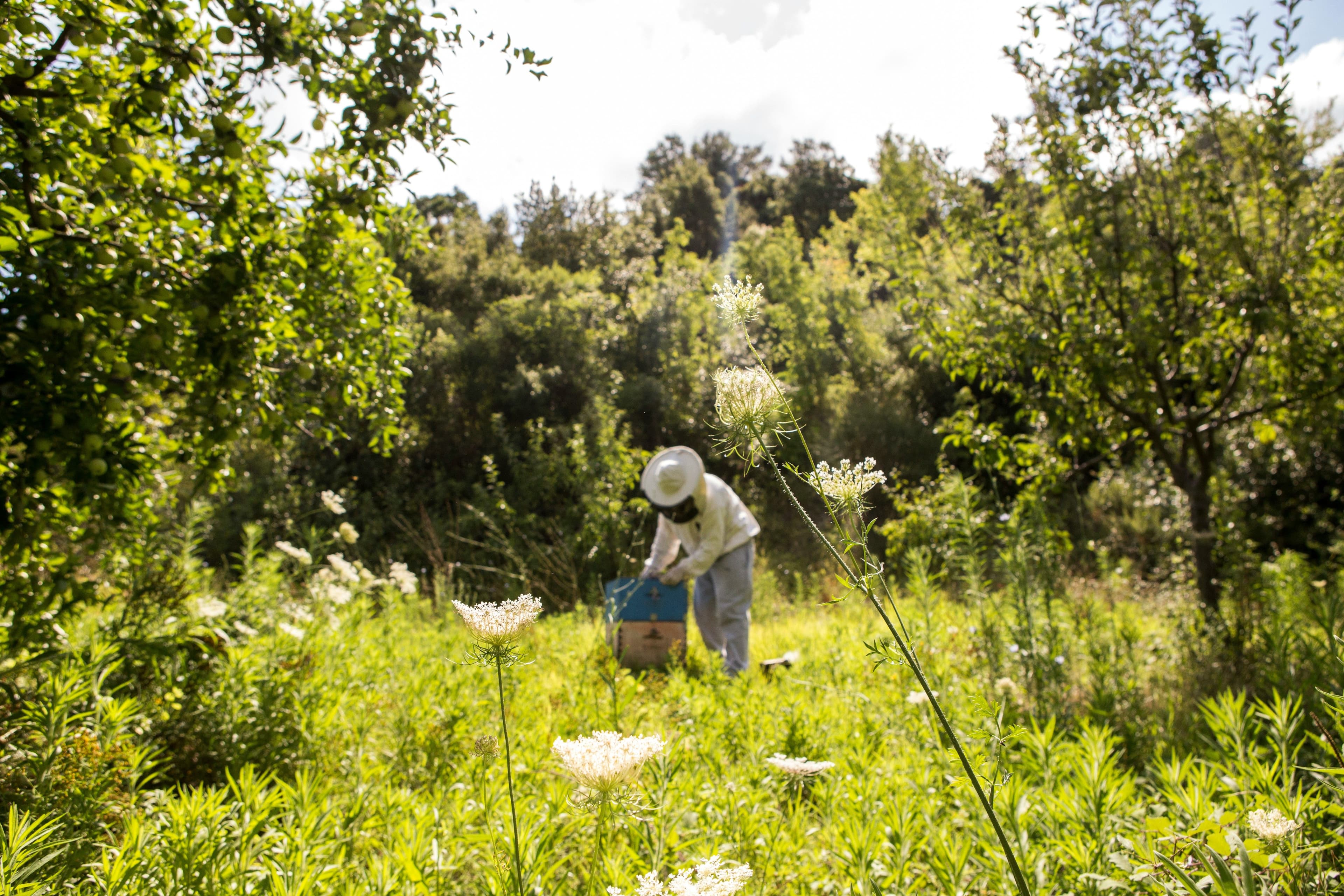 Organic ingredients and safe solutions